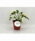 Monstera