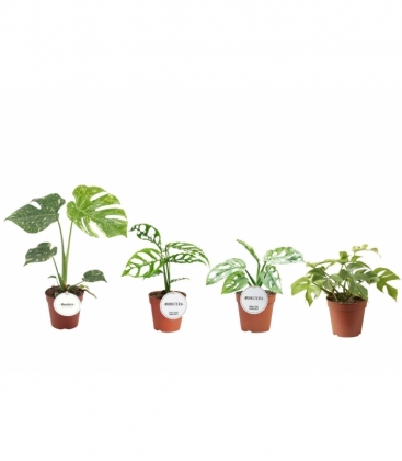 Monstera