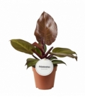 Philodendron