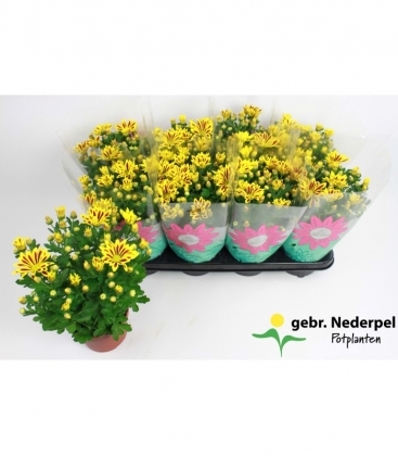 Chrysanthemum