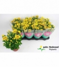 Chrysanthemum