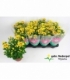Chrysanthemum