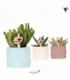 succulents