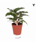 Calathea