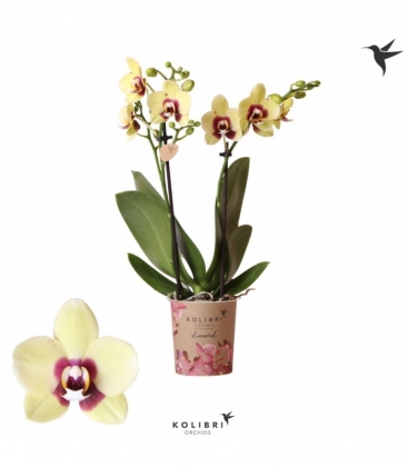 Phalaenopsis
