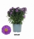 Aster