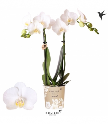 Phalaenopsis