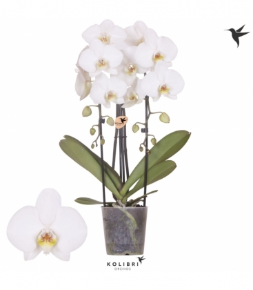 Phalaenopsis