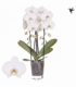 Phalaenopsis
