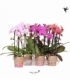 Phalaenopsis