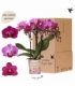 Phalaenopsis