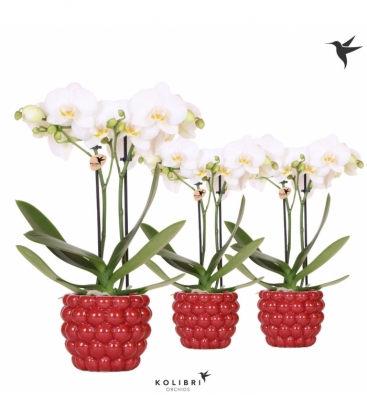 Phalaenopsis