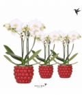 Phalaenopsis