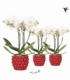 Phalaenopsis