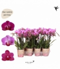 Phalaenopsis