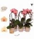 Phalaenopsis