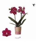Phalaenopsis