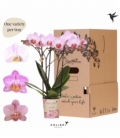 Phalaenopsis