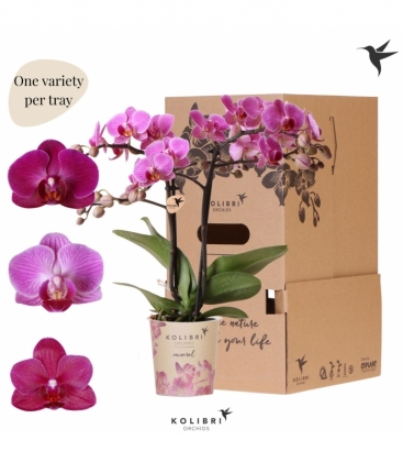Phalaenopsis
