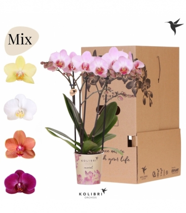 Phalaenopsis