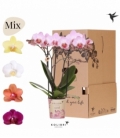 Phalaenopsis