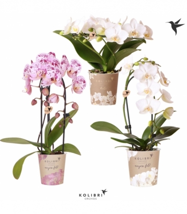 Phalaenopsis
