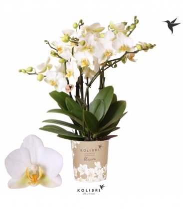 Phalaenopsis