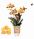 Phalaenopsis