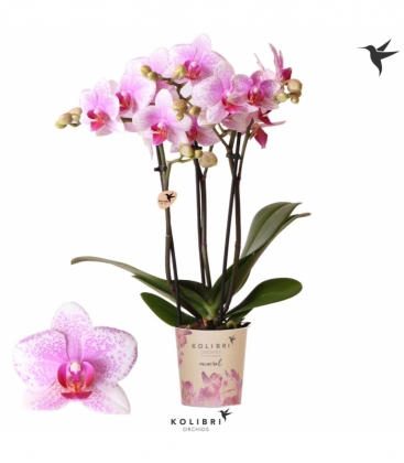 Phalaenopsis