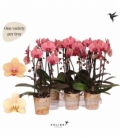 Phalaenopsis