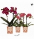 Phalaenopsis