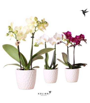 Phalaenopsis