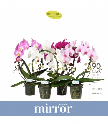 Phalaenopsis