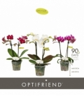 Phalaenopsis