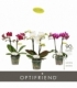 Phalaenopsis