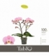 Phalaenopsis