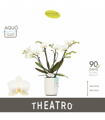 Phalaenopsis