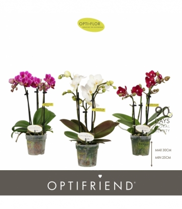 Phalaenopsis