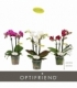 Phalaenopsis