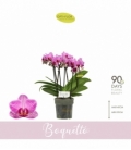 Phalaenopsis