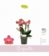 Phalaenopsis