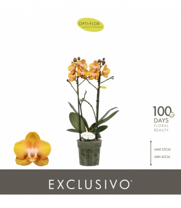 Phalaenopsis