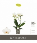 Phalaenopsis