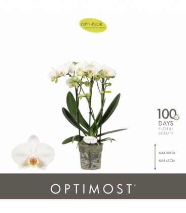 Phalaenopsis