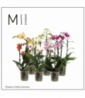 Phalaenopsis