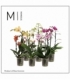 Phalaenopsis