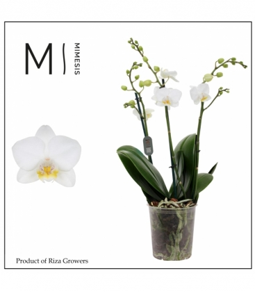 Phalaenopsis