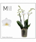 Phalaenopsis