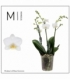 Phalaenopsis