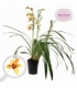 Cymbidium
